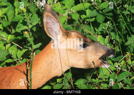 Doe de chevreuils (Capreolus capreolus) manger Banque D'Images