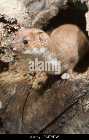 La belette (Mustela nivalis). Les nouvelles de l'orifice à la base de l'arbre. Le Norfolk. L'East Anglia. L'Angleterre. Banque D'Images