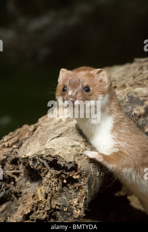 La belette (Mustela nivalis). Les nouvelles de l'orifice à la base de l'arbre. Le Norfolk. L'East Anglia. L'Angleterre. Banque D'Images