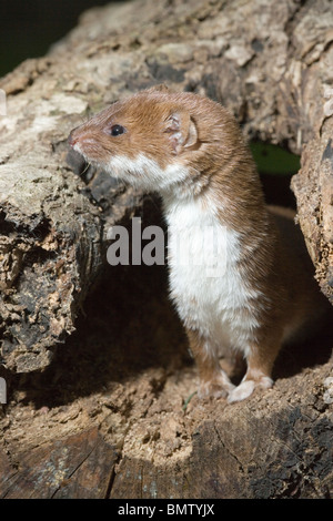 La belette (Mustela nivalis). Sortant d'un creux historique. Tous les sens d'alerte. Banque D'Images