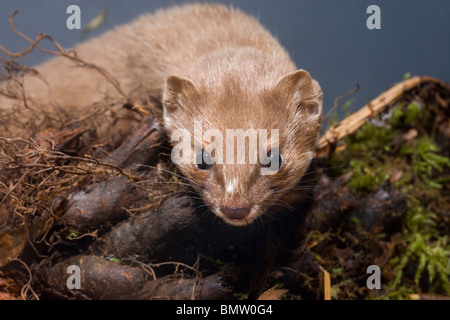 La belette (Mustela nivalis). En venant de derrière. Tous les sens d'alerte. Banque D'Images