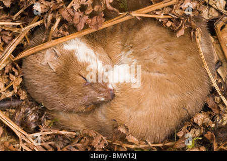 La belette (Mustela nivalis). Homme dormir. Banque D'Images