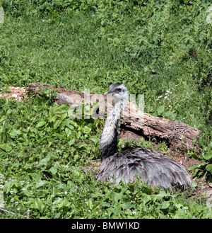 Le Nandou d'Rhea americana est aussi connu sous le nom de gris, ou American Common Rhea. Banque D'Images