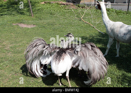 Le Nandou d'Rhea americana est aussi connu sous le nom de gris, ou American Common Rhea. Banque D'Images