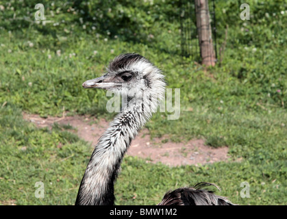 Le Nandou d'Rhea americana est aussi connu sous le nom de gris, ou American Common Rhea. Banque D'Images