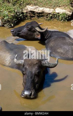 Buffle d'Asie se vautre dans un étang boueux près de Pokhara, au Népal. Banque D'Images
