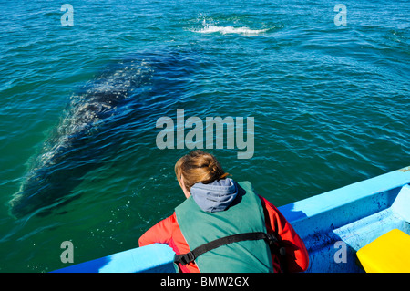 Caresser une baleine grise touristiques Banque D'Images