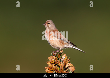 , Carduelis cannabina Linnet, seul mâle perché sur l'ajonc, Staffordshire, Juin 2010 Banque D'Images