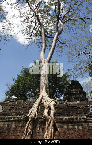 L'un des strangler fig pour lequel le temple de Ta Prohm à Angkor est célèbre. Banque D'Images