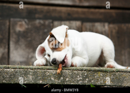 Jack Russell Terrier (Canis lupus f. familiaris), chiot mâchant un bâton, Allemagne Banque D'Images