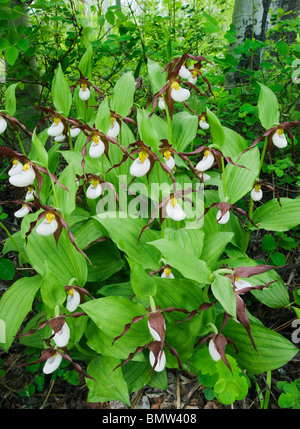Mountain Ladyslipper Orchid (Cypripedium montanum Methow Valley, Washington) Banque D'Images
