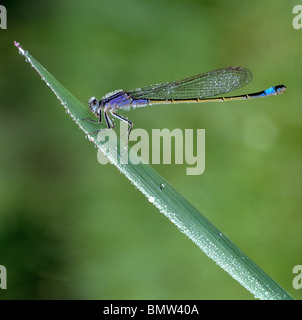 D'Ischnura, commun à queue bleu Libellule Ischnura elegans (), des profils sur un brin d'herbe. Banque D'Images