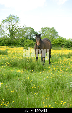 Un cheval debout dans une prairie d'été rempli de renoncules et riche de l'herbe. Banque D'Images