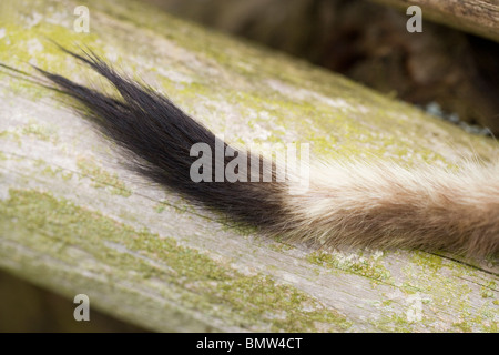 Ou Hermine Hermine (Mustela erminea). La queue, montrant le bout noir, caractéristique de cette espèce mustélidés. Banque D'Images