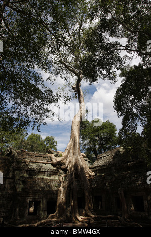 L'un des strangler fig pour lequel le temple de Ta Prohm à Angkor est célèbre. Banque D'Images