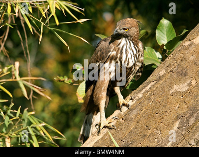 Variable Hawk Eagle perché sur un arbre dans le Parc National de Bandhavgarh, Inde Banque D'Images