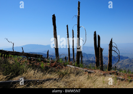 La nouvelle croissance près des arbres effectué par l'incendie de 2003 Aspen sur le mont Lemmon dans les montagnes Santa Catalina, Arizona, USA. Banque D'Images