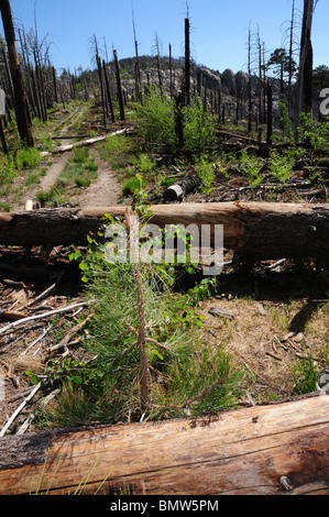 La nouvelle croissance près des arbres effectué par l'incendie de 2003 Aspen sur le mont Lemmon dans les montagnes Santa Catalina, Arizona, USA. Banque D'Images