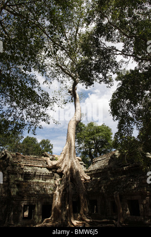 L'un des strangler fig pour lequel le temple de Ta Prohm à Angkor est célèbre. Banque D'Images