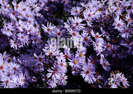 Purple Asters / Michaelmas Daisies ( Aster laevis 'Calliope' ) la floraison à la fin de l'été / automne. Banque D'Images