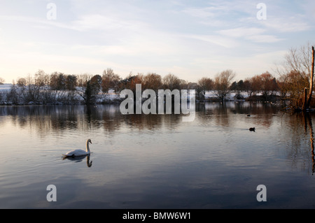 Un cygne sur un lac de natation en hiver Banque D'Images