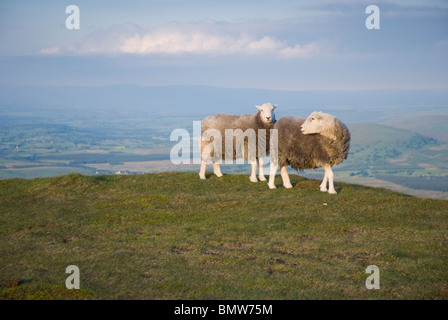 Mouton Herdwick sur Blencathra Banque D'Images