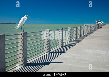 Héron blanc, perché sur main courante, Fort De Soto Park, Floride Banque D'Images
