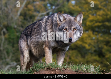 Loup gris Canis lupus européenne Banque D'Images