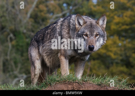 Loup gris Canis lupus européenne Banque D'Images