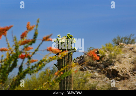 Cactus saguaro (Carnegiea gigantea) et la société cactus (Fouquieria splendens), South Mountain Park, Phoenix, AZ Banque D'Images