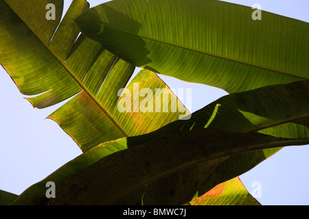 Caraïbes, St Lucia, Diamond Botanical Gardens, Banana Leafs Banque D'Images