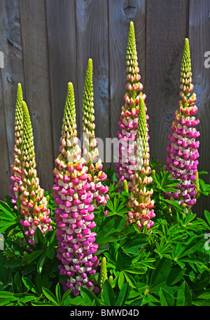 Plusieurs fleurs sur lupin plante unique Banque D'Images