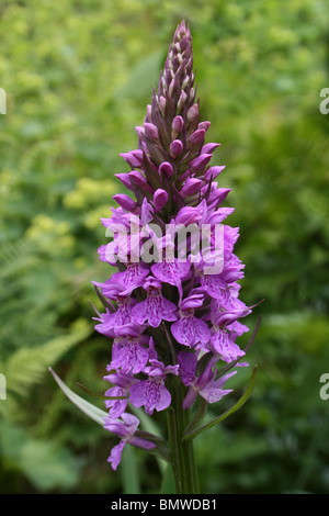 Marais du nord-ouest Dactylorhiza purpurella prises à Ness Botanic Gardens, Wirral, UK Banque D'Images