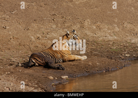 Un tigre du Bengale en appui sur le bord de l'eau dans la Réserve de tigres de Ranthambore étés au Rajasthan, Inde. (Panthera tigris) Banque D'Images