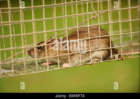 Rat pris dans une cage en direct Banque D'Images