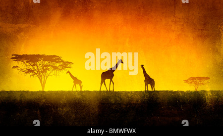 Paysage africain de la flore et de la faune dans l'heure du coucher du soleil Banque D'Images