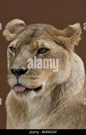 L'African Lion Panthera leo Rio Grande Zoo Albuquerque au Nouveau Mexique USA Banque D'Images