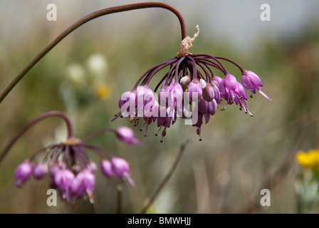 L'Oignon Allium cernuum signe Sangre de Cristo désert Colorado USA Banque D'Images