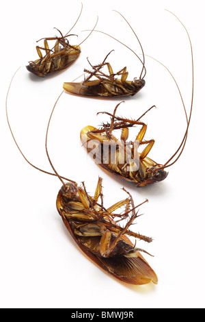 Les cafards morts gisant sur fond blanc Banque D'Images