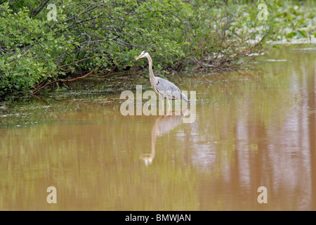 Grand Héron Banque D'Images