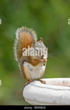 American Red squirrel manger sur un bain d'oiseaux Banque D'Images