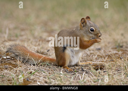 American Red Squirrel eating Banque D'Images