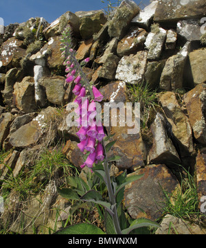 Devon bank, mur de pierre avec l'état sauvage ensemencés magenta foxglove atteignant jusqu'au ciel bleu Banque D'Images