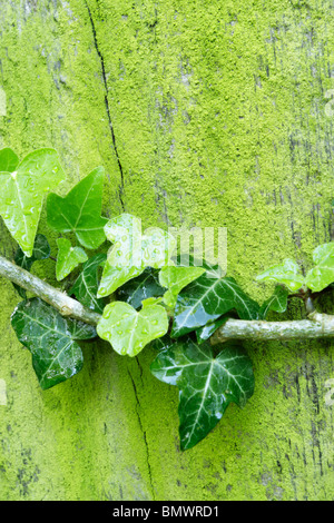 Gouttes de pluie sur la croissance verte verdoyante de lierre et de la mousse sur le poteau de clôture en bois Banque D'Images