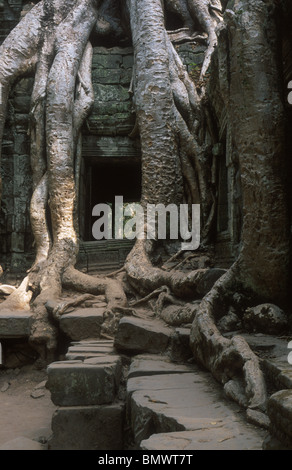 Ta Prohm à Angkor Banque D'Images