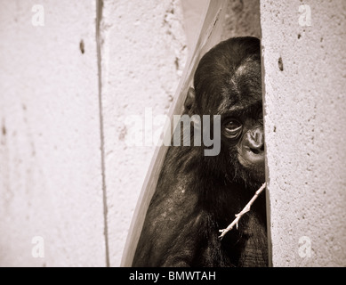 Les bonobos (pan paniscus) - un bébé bonobo en close-up dans une entrée de porte - août, le zoo de Planckendael, Belgique, Europe Banque D'Images