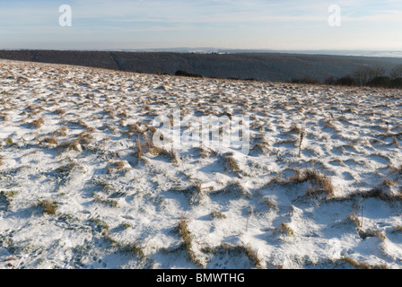 Touffes d'herbe montrant à travers une légère couche de neige sur les South Downs Banque D'Images