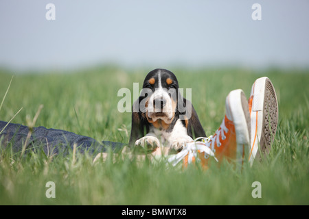 Basset Hound (Canis lupus f. familiaris), âgé de huit semaines roquet couchée dans un pré sur les fûts d'une personne portant des jeans et une salle de sport Banque D'Images