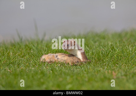 L'hermine, hermine (Mustela erminea). Des profils avec tué'(Citellus citellus). Banque D'Images