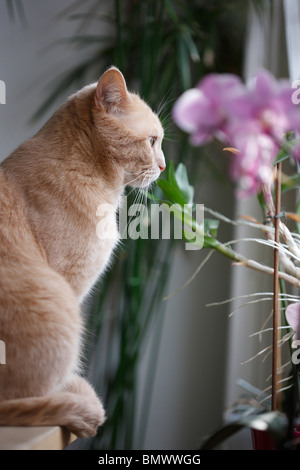 British Shorthair (Felis silvestris catus) f., 2 ans tomcat assis sur un bord en regardant par la fenêtre, Allemagne Banque D'Images